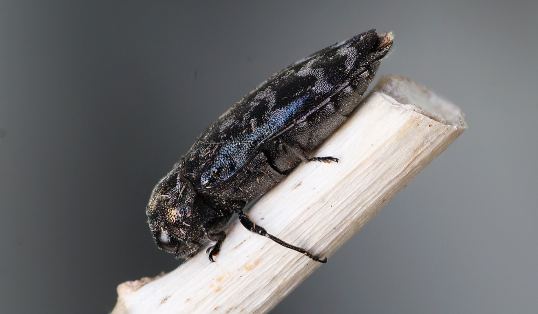 Buprestidae, Coraebus rubi